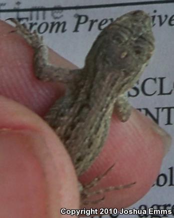 Southwestern Fence Lizard (Sceloporus cowlesi)