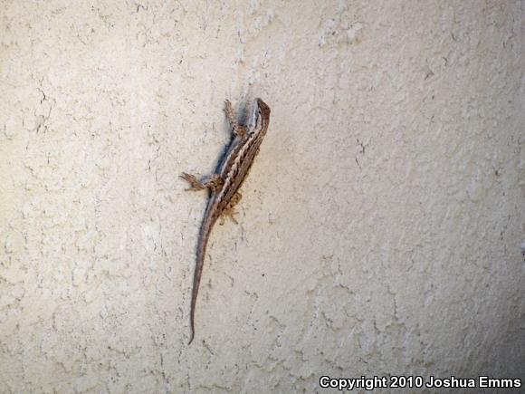 Southwestern Fence Lizard (Sceloporus cowlesi)