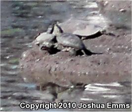 Texas Spiny Softshell (Apalone spinifera emoryi)