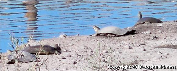 Texas Spiny Softshell (Apalone spinifera emoryi)