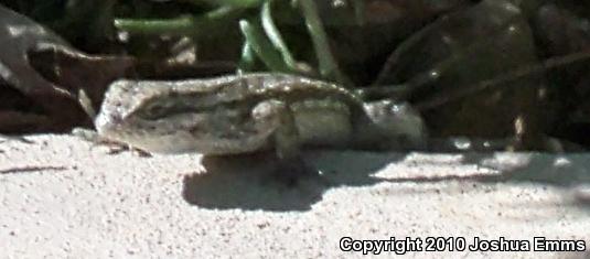 Southwestern Fence Lizard (Sceloporus cowlesi)