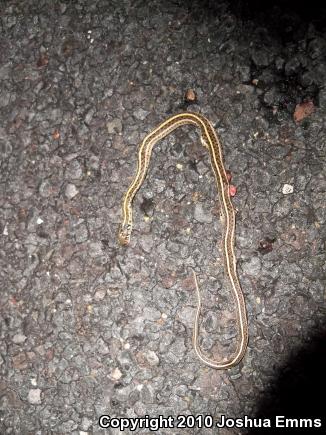 Plains Gartersnake (Thamnophis radix)