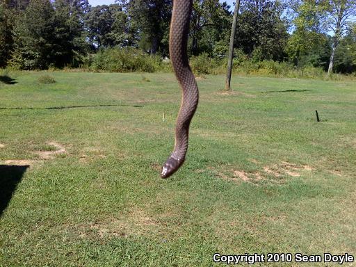 Queensnake (Regina septemvittata)