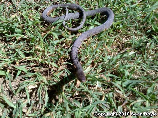 Queensnake (Regina septemvittata)