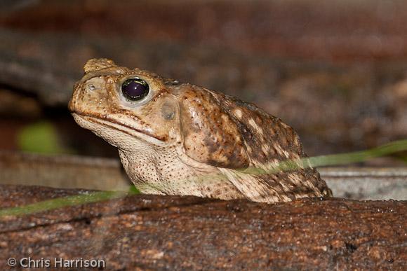 Cane Toad (Rhinella marina)