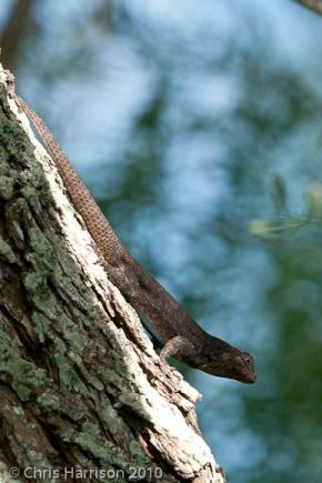 Mesquite Lizard (Sceloporus grammicus microlepidotus)