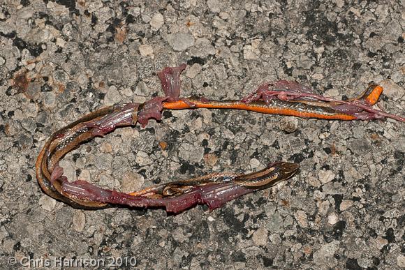 Tamaulipan Black-striped Snake (Coniophanes imperialis imperialis)