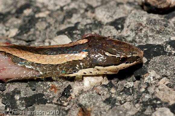 Tamaulipan Black-striped Snake (Coniophanes imperialis imperialis)