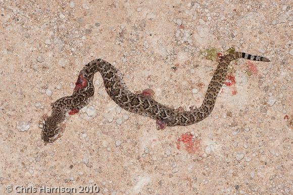 Western Diamond-backed Rattlesnake (Crotalus atrox)