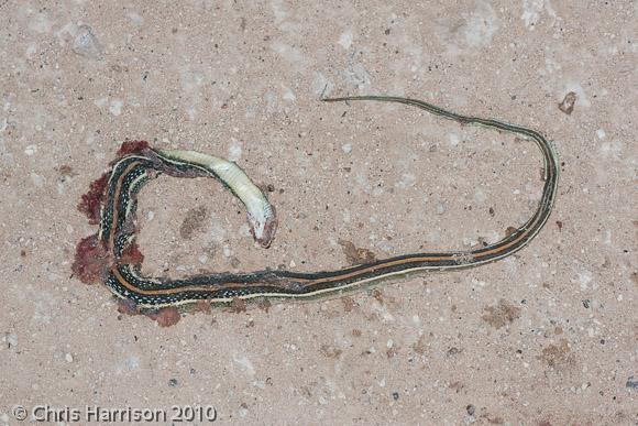 Gulf Coast Ribbonsnake (Thamnophis proximus orarius)