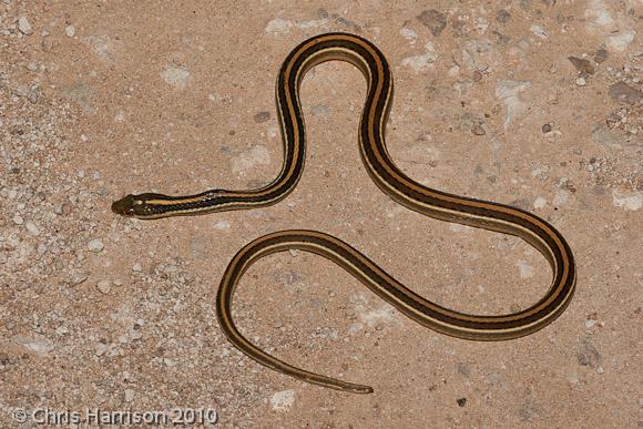 Gulf Coast Ribbonsnake (Thamnophis proximus orarius)