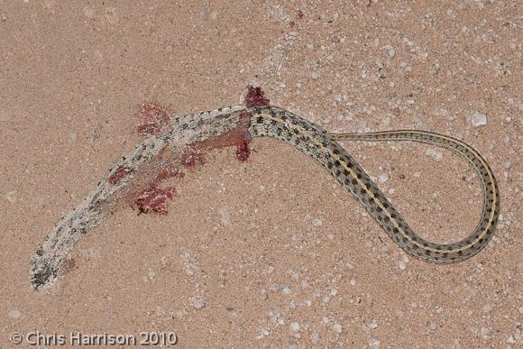 Checkered Gartersnake (Thamnophis marcianus marcianus)