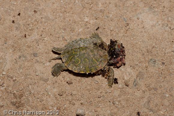 Red-eared Slider (Trachemys scripta elegans)