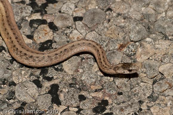 Texas Brownsnake (Storeria dekayi texana)