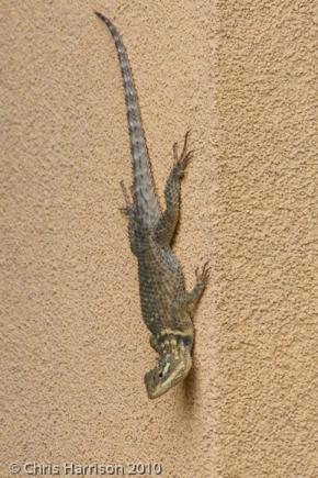 Blue-chinned Rough-scaled Lizard (Sceloporus cyanogenys)