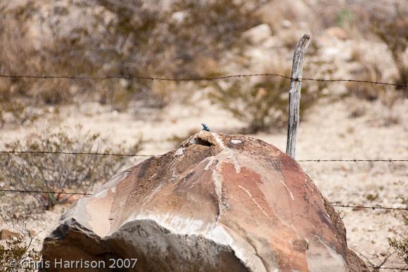 Blue Spiny Lizard (Sceloporus cyanostictus)