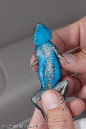 Blue Spiny Lizard (Sceloporus cyanostictus)