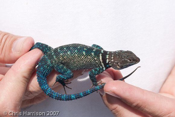 Blue Spiny Lizard (Sceloporus cyanostictus)