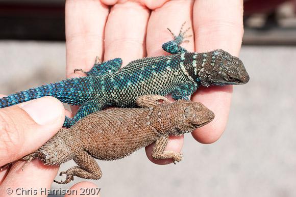 Blue Spiny Lizard (Sceloporus cyanostictus)