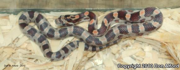 Red Cornsnake (Pantherophis guttatus)