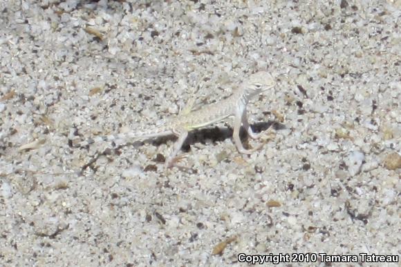 Western Zebra-tailed Lizard (Callisaurus draconoides rhodostictus)