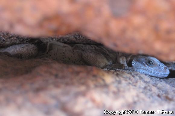 Common Chuckwalla (Sauromalus ater)