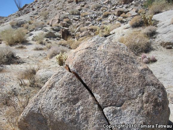 Common Chuckwalla (Sauromalus ater)