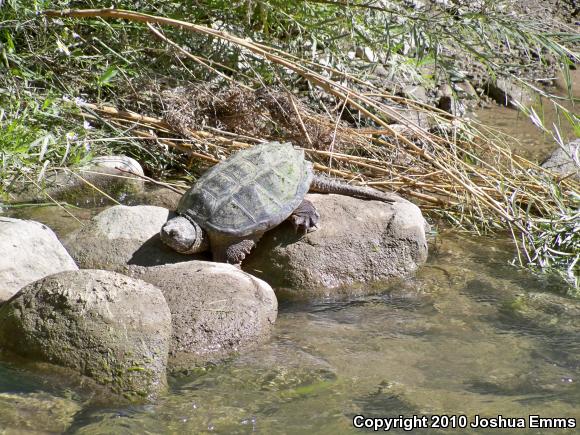 Eastern Snapping Turtle (Chelydra serpentina serpentina)