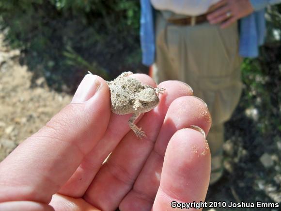 Hernandez's Short-horned Lizard (Phrynosoma hernandesi hernandesi)