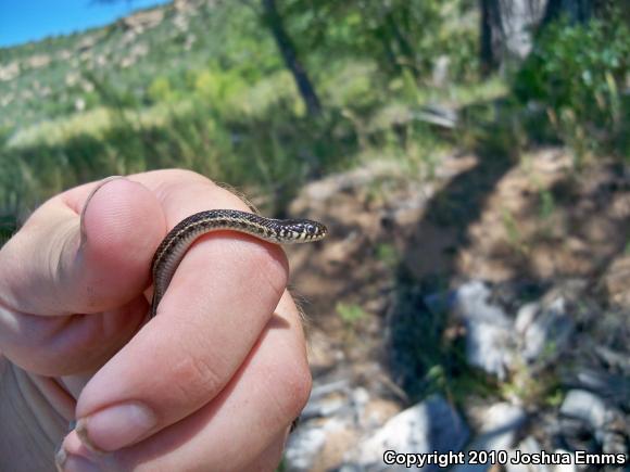 Plains Gartersnake (Thamnophis radix)