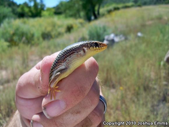 Great Plains Skink (Plestiodon obsoletus)