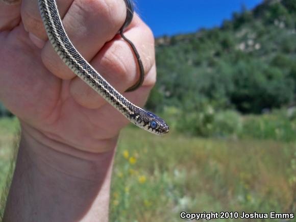 Plains Gartersnake (Thamnophis radix)