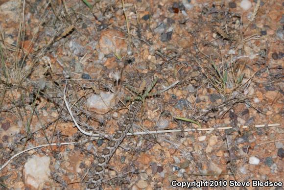 Western Diamond-backed Rattlesnake (Crotalus atrox)