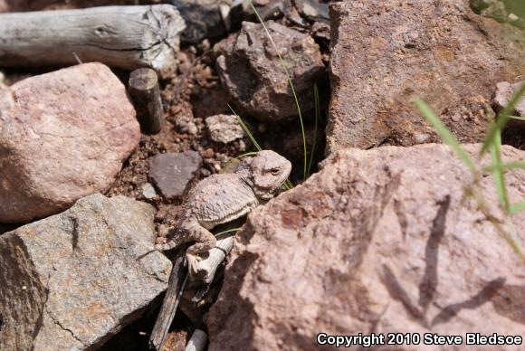 Greater Short-horned Lizard (Phrynosoma hernandesi)