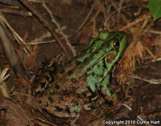 Mink Frog (Lithobates septentrionalis)