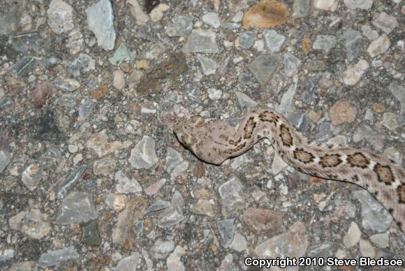 Western Diamond-backed Rattlesnake (Crotalus atrox)