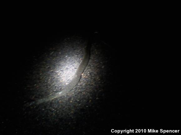 Blotched Watersnake (Nerodia erythrogaster transversa)