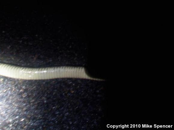 Blotched Watersnake (Nerodia erythrogaster transversa)