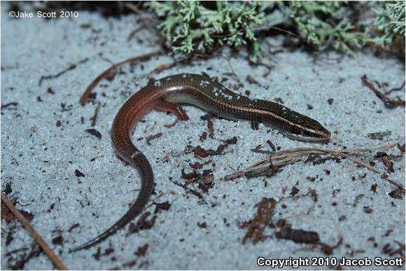 Bluetail Mole Skink (Plestiodon egregius lividus)