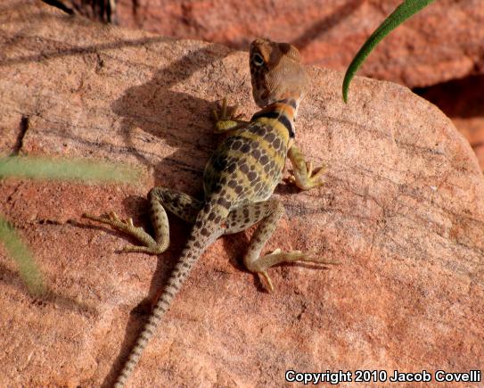 Eastern Collared Lizard (Crotaphytus collaris)