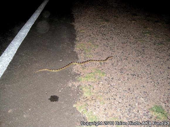 Western Long-nosed Snake (Rhinocheilus lecontei)