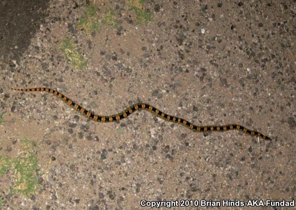 Western Long-nosed Snake (Rhinocheilus lecontei)