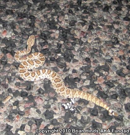 Mohave Rattlesnake (Crotalus scutulatus scutulatus)