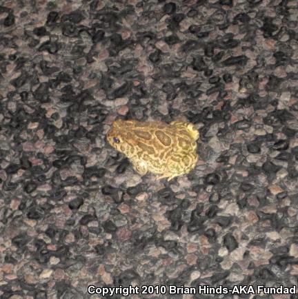 Great Plains Toad (Anaxyrus cognatus)