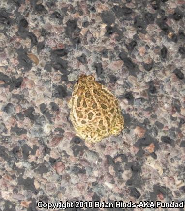 Great Plains Toad (Anaxyrus cognatus)