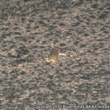 Great Plains Toad (Anaxyrus cognatus)