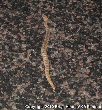 Western Diamond-backed Rattlesnake (Crotalus atrox)