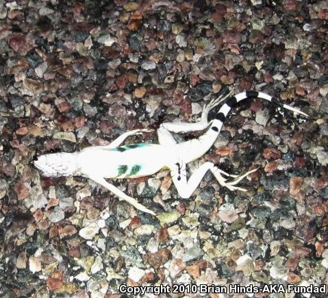 Sonoran Zebra-tailed Lizard (Callisaurus draconoides inusitatus)