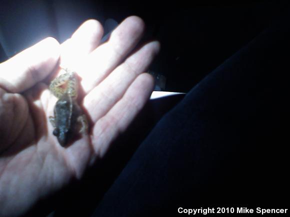 Southern Leopard Frog (Lithobates sphenocephalus utricularius)