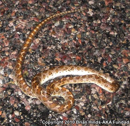 Arizona Glossy Snake (Arizona elegans noctivaga)